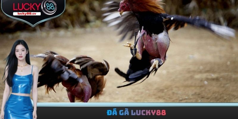 Đá gà LUCKY88 - Trải Nghiệm Hàng Loạt Trận Đấu Kịch Tính
