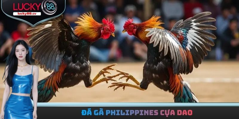 Đá gà LUCKY88 - Trải Nghiệm Hàng Loạt Trận Đấu Kịch Tính
