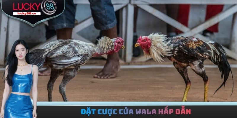 Đá gà LUCKY88 - Trải Nghiệm Hàng Loạt Trận Đấu Kịch Tính