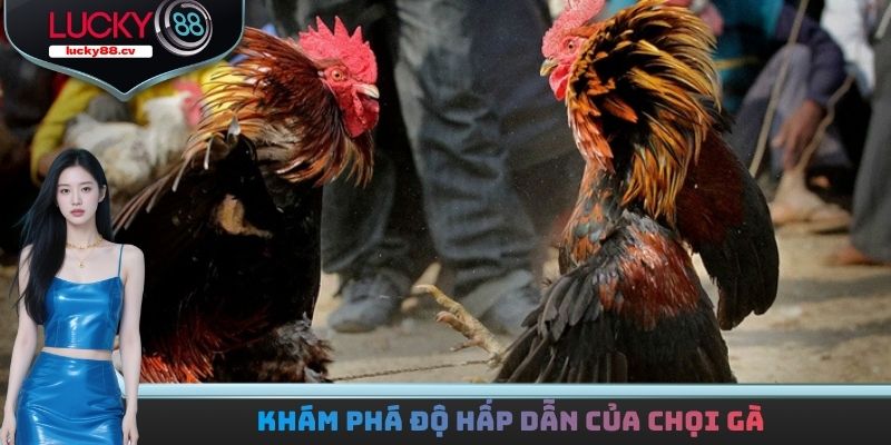 Đá Gà Philippines Cựa Dao - Giải Trí Với Bộ Môn Kịch Tính