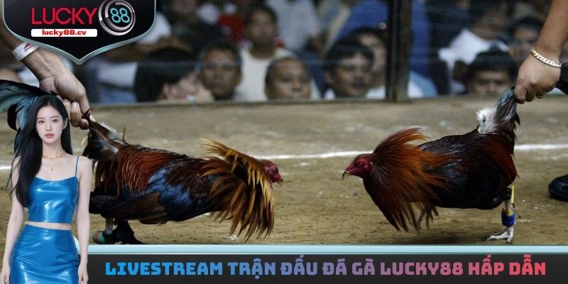 Đá gà LUCKY88 - Trải Nghiệm Hàng Loạt Trận Đấu Kịch Tính