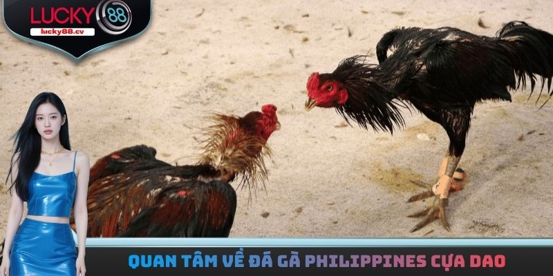 Đá Gà Philippines Cựa Dao - Giải Trí Với Bộ Môn Kịch Tính
