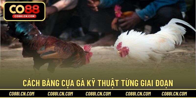 Cách Băng Cựa Gà – Hướng Dẫn Thực Hiện Đúng Kỹ Thuật
