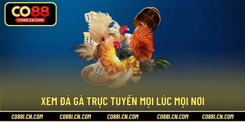 Đá Gà Trực Tiếp - Kênh Giải Trí Hấp Dẫn Cho Hội Viên