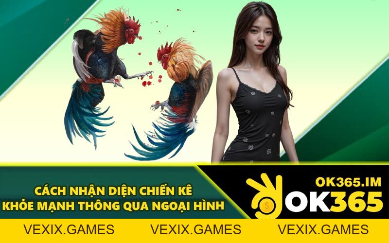 Đá Gà OK365 - Thưởng Thức Trận Đấu Chất Lượng Cao